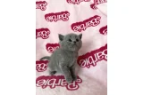 MÜKEMMEL BEBİŞLERİM - British Shorthair