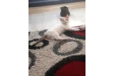 Yuva arıyor luna - Sarman Kedi