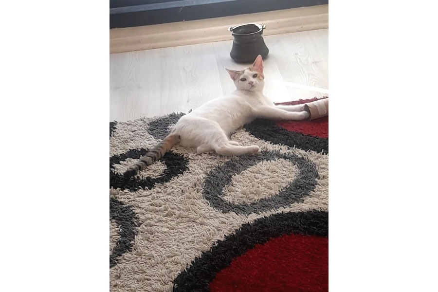 Yuva arıyor luna