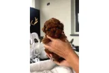 Sahibinden Aşılı ve Mikroçipli Toy Poodle Yavruları