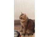 Yeni yuvasını arıyor