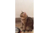 Yeni yuvasını arıyor - British Shorthair