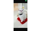 2 aylık biritsh shorther erkek kar beyaz mavi göz - 1