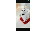 2 aylık biritsh shorther erkek kar beyaz mavi göz - British Shorthair