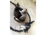 UCRETSIZ KEDI SAHIPLENDIRME - 3