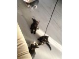 UCRETSIZ KEDI SAHIPLENDIRME - 2