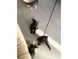 UCRETSIZ KEDI SAHIPLENDIRME - 2