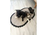 UCRETSIZ KEDI SAHIPLENDIRME - 1
