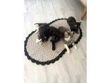 UCRETSIZ KEDI SAHIPLENDIRME