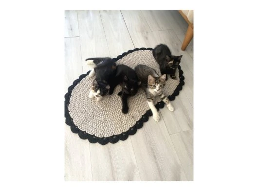 UCRETSIZ KEDI SAHIPLENDIRME