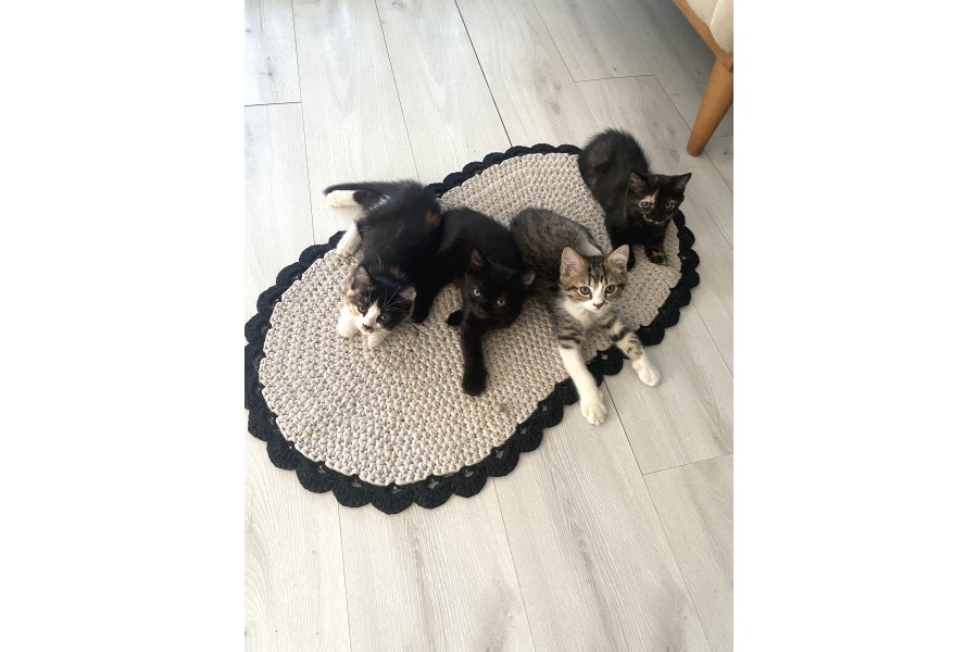 UCRETSIZ KEDI SAHIPLENDIRME