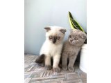 Sağlıklı yaramaz melekler - 2