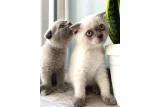 Sağlıklı yaramaz melekler - Scottish Fold