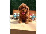 Evinizin Neşesi Olacak Toy Poodle Yavrular - 2