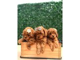 Ailenizin Yeni Üyesi Toy Poodle Yavrular - 2