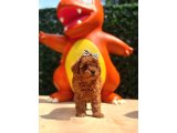Evinizin Neşesi Olacak Toy Poodle Yavrular - 3