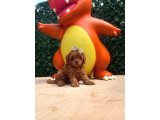 Evinizin Neşesi Olacak Toy Poodle Yavrular - 1