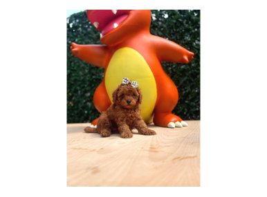 Evinizin Neşesi Olacak Toy Poodle Yavrular