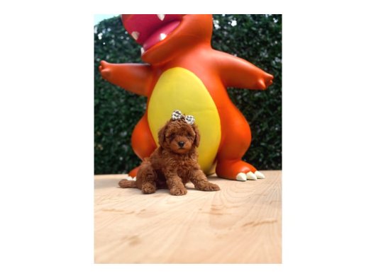 Evinizin Neşesi Olacak Toy Poodle Yavrular