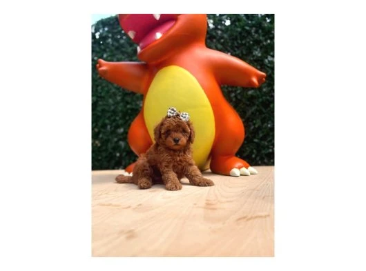 Evinizin Neşesi Olacak Toy Poodle Yavrular