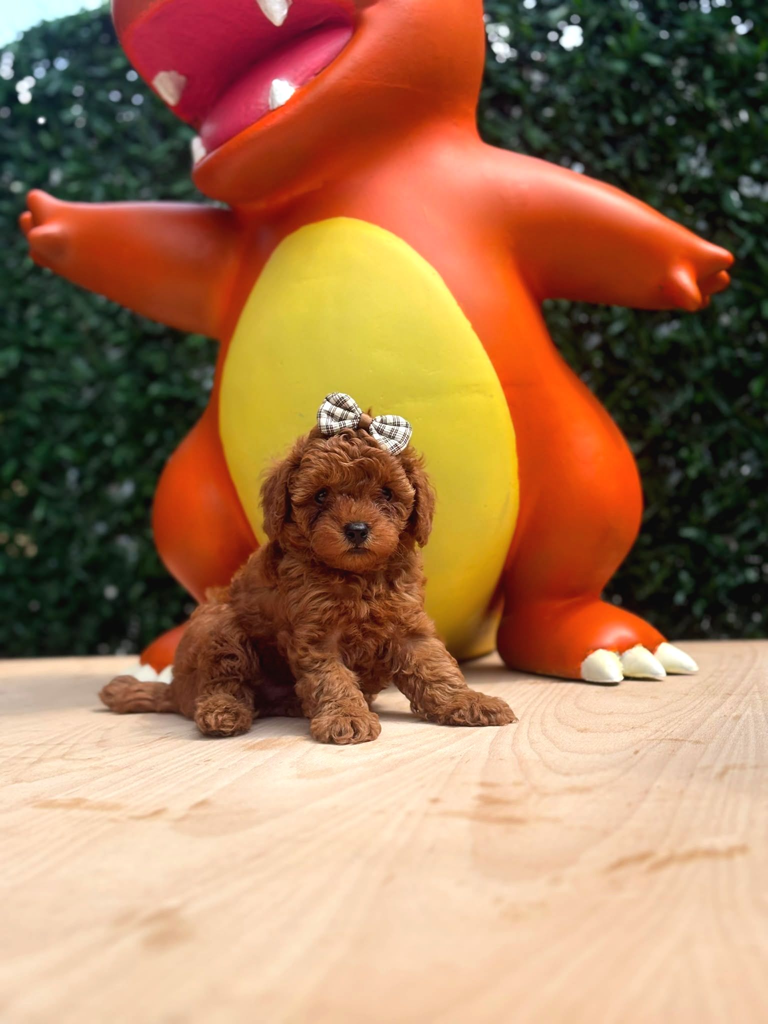 Evinizin Neşesi Olacak Toy Poodle Yavrular