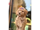 Küçük Irk Maltipoo Yavrular