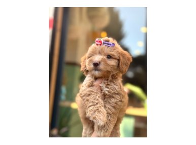 Küçük Irk Maltipoo Yavrular