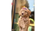Küçük Irk Maltipoo Yavrular