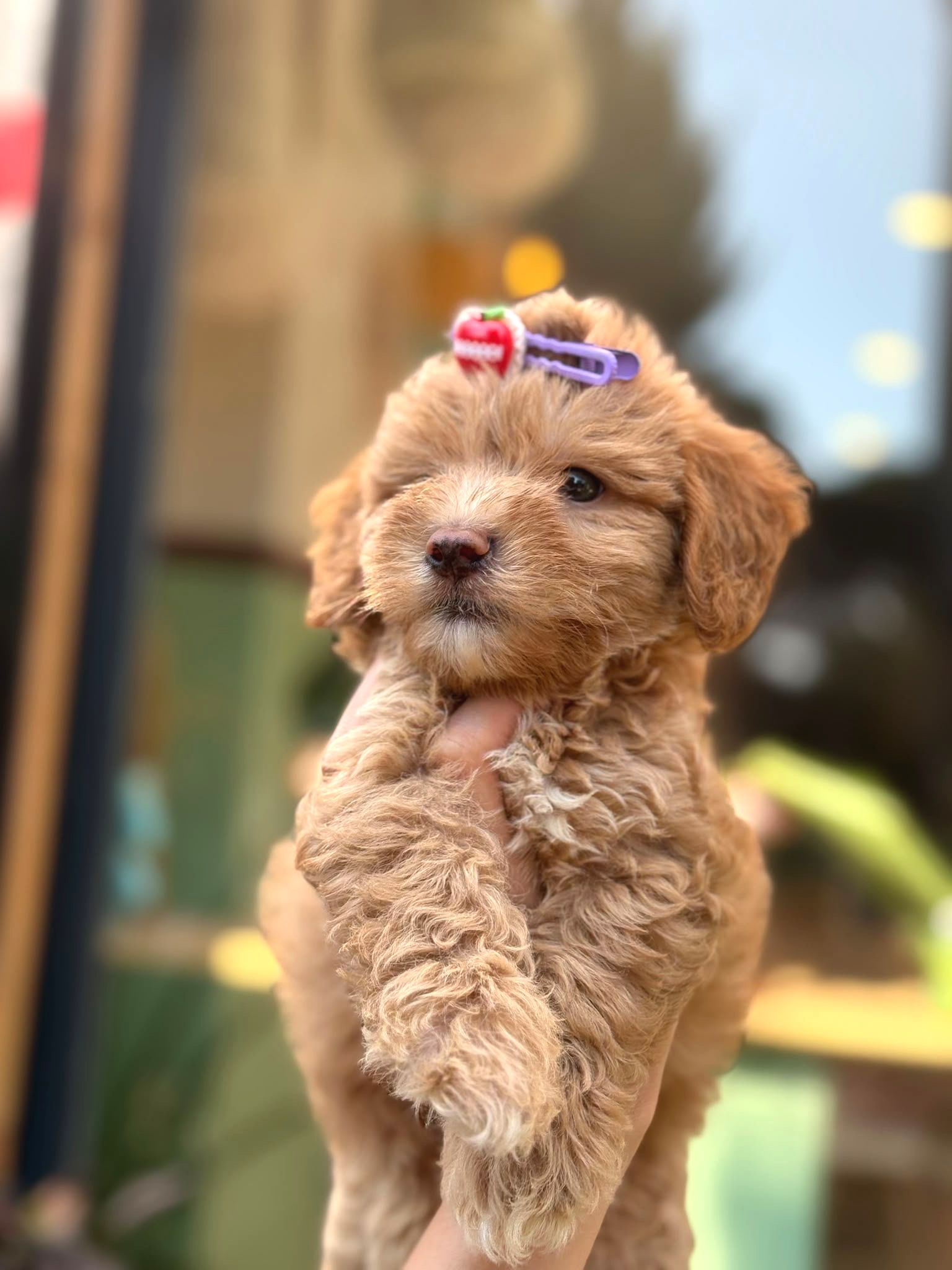 Küçük Irk Maltipoo Yavrular