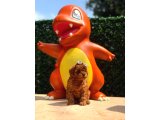 Evinizin Neşesi Olacak Toy Poodle Yavrular - 4