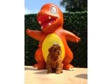 Güncel Fotoğraf ve Videolarıyla Toy Poodle Yavruları - 4