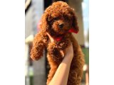 Ailenizin Yeni Üyesi Toy Poodle Yavrular - 3