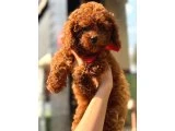 Yeni Yuvasını Bekleyen Sevimli Toy Poodle Yavruları - 3