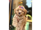 Küçük Irk Maltipoo Yavrular - 3