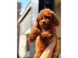 Ailenizin Yeni Üyesi Toy Poodle Yavrular - 1