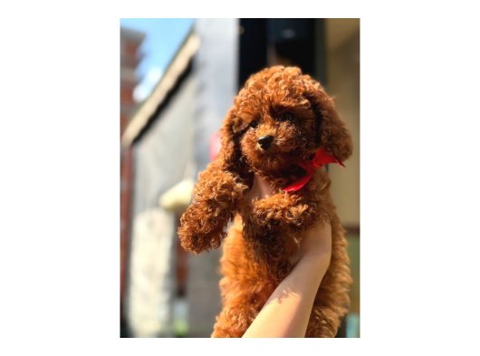 Ailenizin Yeni Üyesi Toy Poodle Yavrular