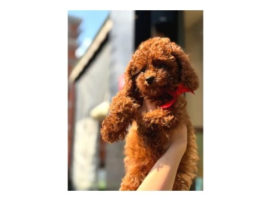 Ailenizin Yeni Üyesi Toy Poodle Yavrular