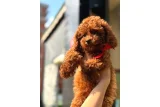 Yeni Yuvasını Bekleyen Sevimli Toy Poodle Yavruları