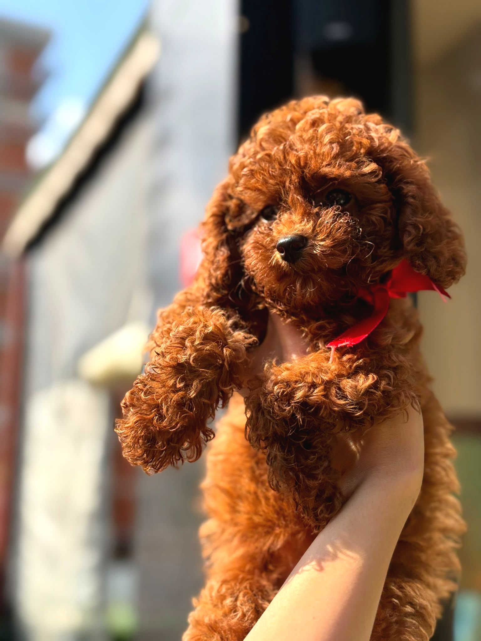Ailenizin Yeni Üyesi Toy Poodle Yavrular