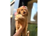 Küçük Irk Maltipoo Yavrular - 2