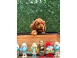 Sevimli Toy Poodle Yavrular - 3
