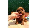 Sevimli Toy Poodle Yavrular - 4