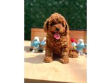 Sevimli Toy Poodle Yavrular - 2