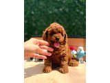 Sevimli Toy Poodle Yavrular - 1