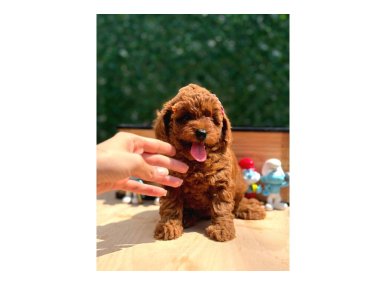 Sevimli Toy Poodle Yavrular