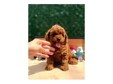 Sevimli Toy Poodle Yavrular