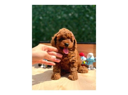 Sevimli Toy Poodle Yavrular