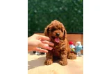 Oyuncu Toy Poodle Yavruları Yeni Ailelerini Arıyor