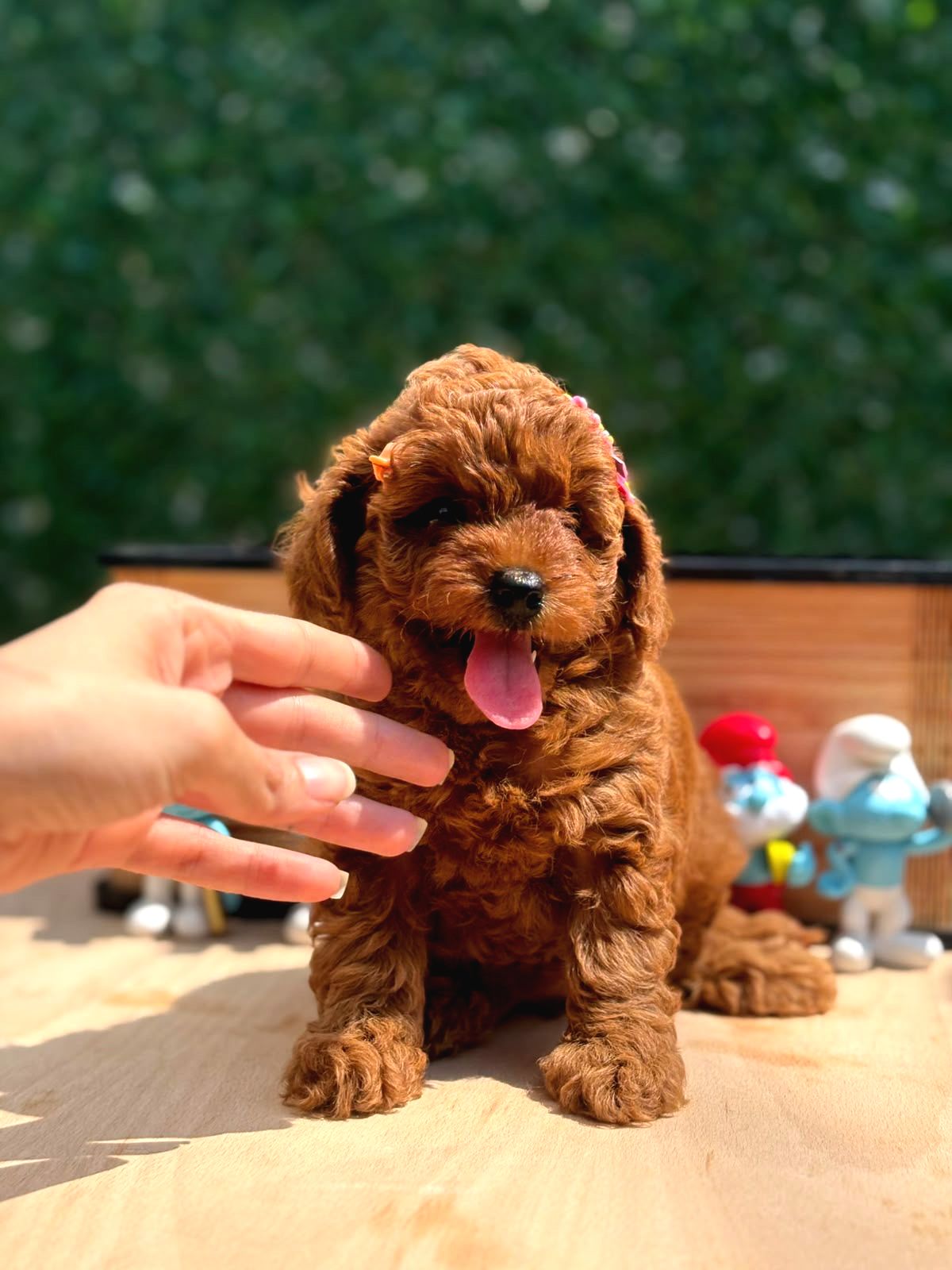 Sevimli Toy Poodle Yavrular