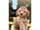 Küçük Irk Maltipoo Yavrular - 4